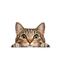 Curious cat peeking over a white tabletop against a clean background in a bright setting, Cat Peeking Over white top table White background png