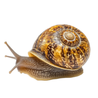 Colorful snail resting on a Transparent background showcasing its intricate shell patterns, Snail isolated on background png