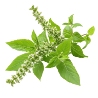Holy basil Ocimum sanctum with vibrant green leaves and delicate flowers isolated on a white background, Holy Basil,Ocimum sanctum isolated on white background png