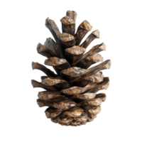 Beautiful pine cone showcased on a clean Transparent background for decorative purposes and natural inspiration, Pine cone on background png