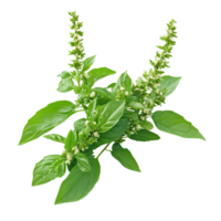 Holy Basil isolate featuring fresh green leaves and delicate flowers on a white background for herbal study, Holy basil isolated on white background png