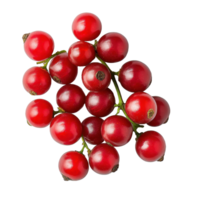 Bengal currants displayed in a vibrant cluster against a clean background, Carissa carandas Linn or Bengal currantsisolated on white background png