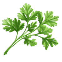 Fresh coriander leaves showcasing vibrant green color on Transparent background for culinary uses and garnishing, Coriander leaves isolated on background png