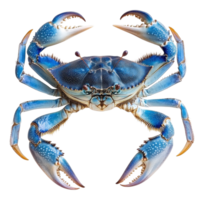 Blue swimming crab isolated on white background showcasing vibrant colors and unique features, Blue Swimming Crabsisolated on white background png