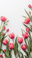 Pink tulips on white background with copy space photo