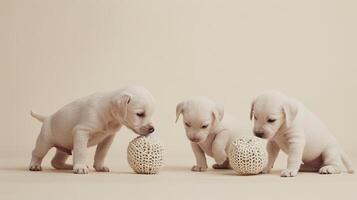 Three white puppies playing with a ball photo