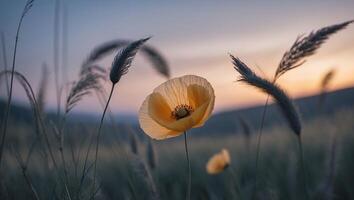 Poppy Flower Blooming in Field at Sunset with Grasses Around photo