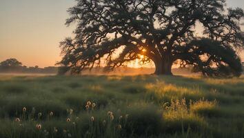 Lone Tree Silhouette Against Glowing Sunset Over Grass Field photo