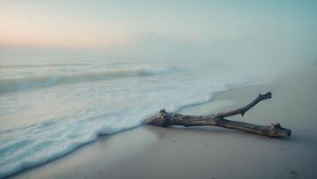 Driftwood Washed Ashore at Beach with Gentle Waves and Fog photo