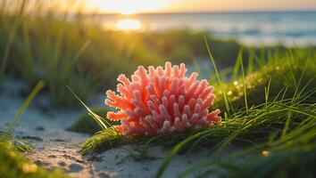 Pink Coral on Beach Sand at Sunset with Ocean Backdrop photo