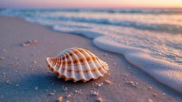 Seashell on Sandy Beach at Sunset with Gentle Wave Approaching photo