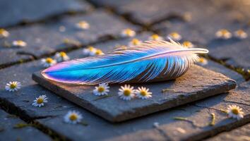 Colorful Feather on Stone with Daisies Around photo
