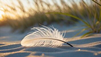 Feather on Beach Sand at Sunset photo