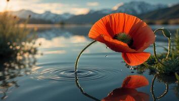 Red Poppy Flower Touching Calm Water Surface photo