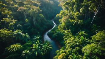 Aerial View of Flowing River Through Dense Green Forest photo