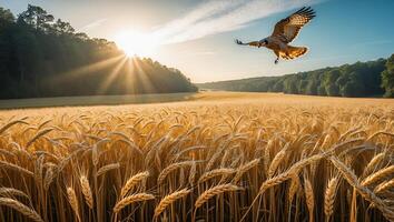 Hawk Flying Over Golden Wheat Field at Sunrise with Forest Background photo