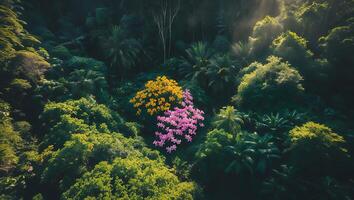 Flowering Trees in Lush Forest Canopy with Light Filtering Through photo