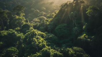 Aerial View of Tropical Forest with Sun Rays Shining Through Trees photo