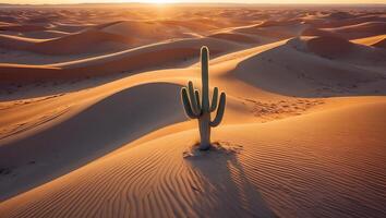 Cactus Standing Tall in Desert Sand Dunes at Golden Hour photo