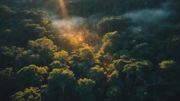Aerial View of Lush Green Forest with Sun Ray and Mist photo