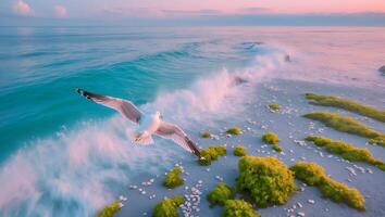 Seagull Flying Over Waves at Beach with Green Algae Patches photo