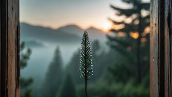 Pine Branch with Water Droplets Overlooking Foggy Mountain Landscape at Dawn photo