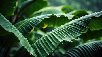 Banana Leaf with Water Droplets Capturing the Freshness of Tropical Nature photo