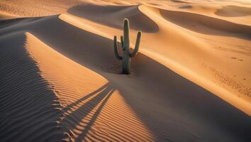 Standing Cactus on Sand Dune Landscape Under Warm Sunset Lighting photo