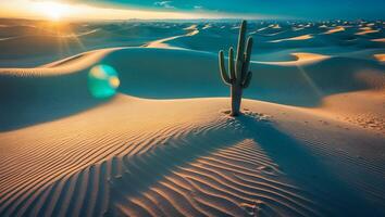 Cactus Standing Tall in Desert Sands at Sunset Landscape photo
