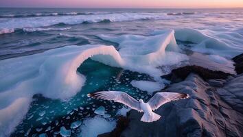 Seagull Flying Over Icy Coastline at Sunset with Gentle Ocean Waves photo