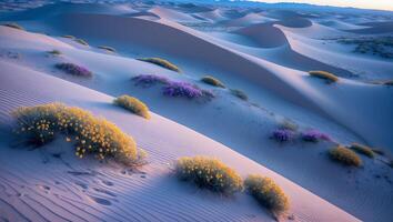 Sand Dunes Landscape with Wildflowers in Desert Scenery at Sunset photo