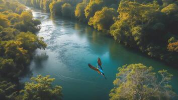 Bird Diving Into River Surrounded by Green Trees From Above photo