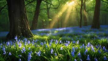 Bluebell Flowers Blooming in Forest with Sunlight Streaming Through Trees photo