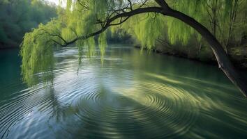 Willow Tree Overhanging Serene River with Ripples and Green Reflections photo