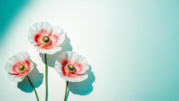 Three delicate poppies on soft gradient background with copy space photo