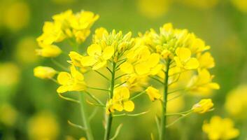 Close-up of blooming rapeseed flowers in spring light with blurred background photo