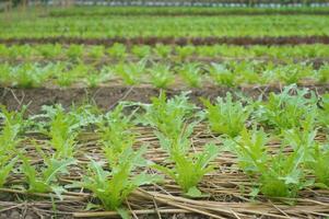 Fresh lettuce grows in rows within a farm photo