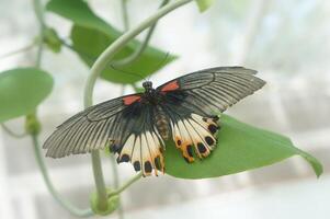Black Butterfly on Leaf, A captivating Papilio memnon butterfly, its wings gracefully spread, rests delicately on a vibrant green leaf, a harmonious dance of nature. photo