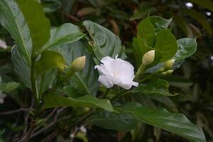 White flowers blooming in nature during spring and summer days photo