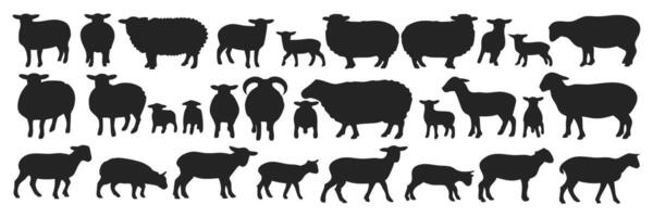 Silhouette Collection of Sheep in Various Poses, from Lambs to Full Grown Sheep in Black and White vector