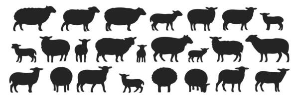 Set of Sheep Silhouettes Showing Different Stances and Sizes from Lambs to Full Grown Sheep vector