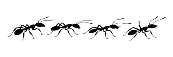 Silhouettes of Four Ants in Motion, Displaying Insect Body Shapes and Legs in Black and White vector