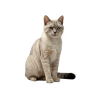 Burmilla cat with its sharp gaze as if looking at prey png
