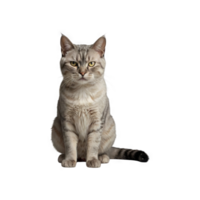 Burmilla cat sitting front view with angry expression png