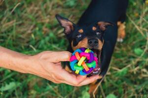 Hunt terrier playing with its owner outdoors summer time. Playful puppy Jagdterrier breed training session in park. Cynologist trained by its owner with toy in playful manner. photo