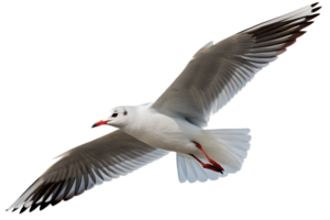 Seagull bird in flight with wings spread wide isolated on the transparent background png