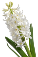 Vibrant white hyacinth in full bloom, showing delicate petals and green leaves isolated on the transparent background png
