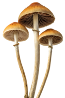 Psilocybe mushrooms with curved stems and dark gills isolated on the transparent background png