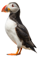 Detailed view of an atlantic puffin's striking face, showing its rainbow beak and expressive eyes png