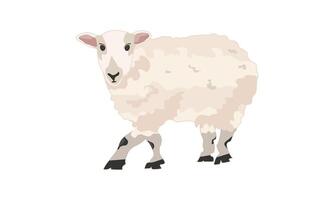 A cute sheep in a cartoon style, a sheep animal illustration isolated on a white background vector